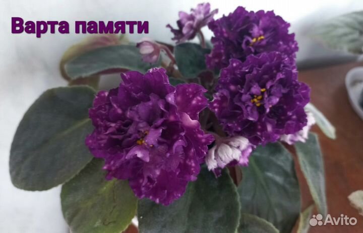 Продам листики сортовых фиалок