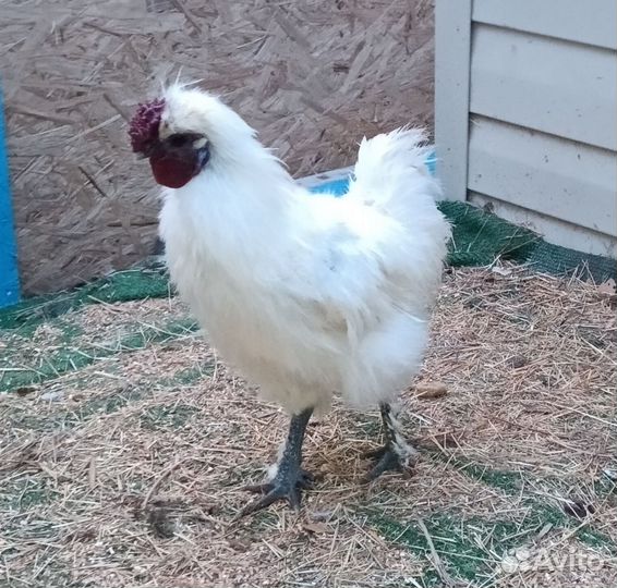 Петух порода китайская шёлковая