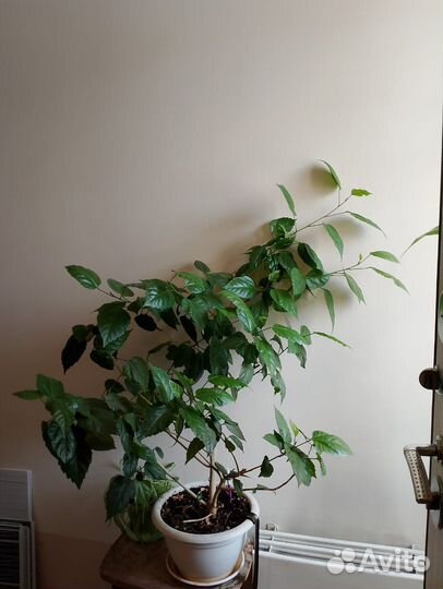 Комнатные цветы