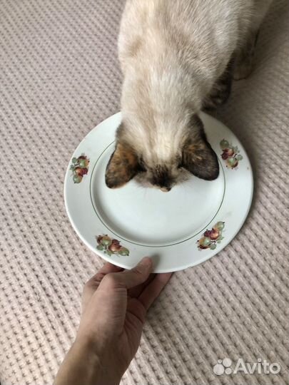 Тарелка зик Конаково крыжовник