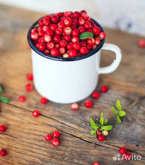 Брусника ягода свежая