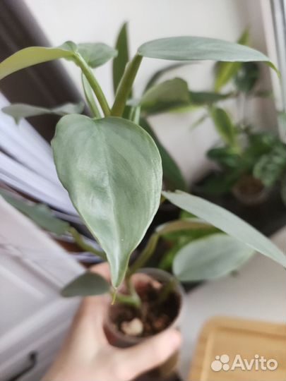 Филодендрон хастатум / сильвер квин