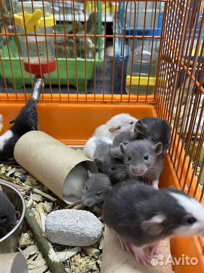 Крысята дамбо