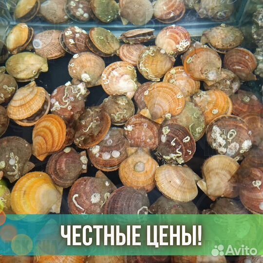 Живой гребешок Морской Баренцево Морепродукты