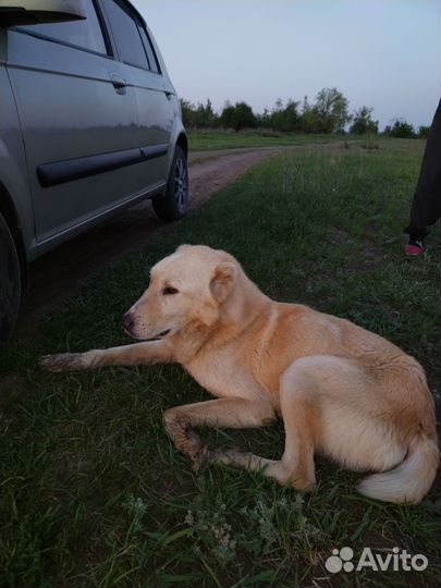 Алабай подросток в добрые руки