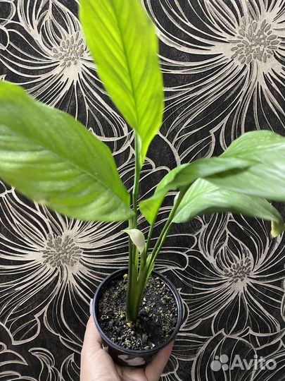 Спатифиллум