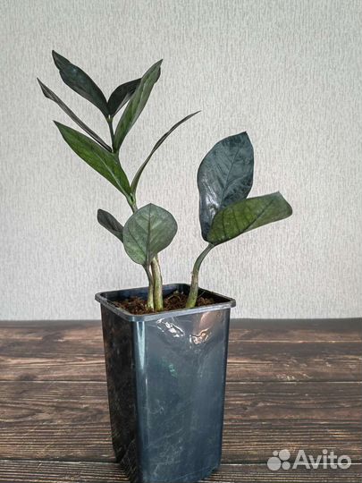 Замиокулькас черный равен