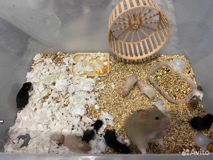 Сирийский хомяк малыши