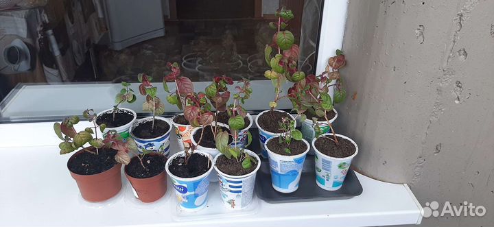 Фуксия. Сорт Маринка