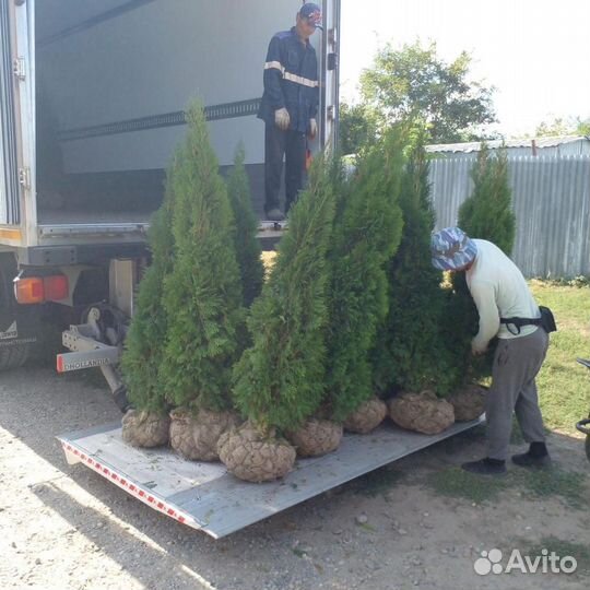 Туя смарагд