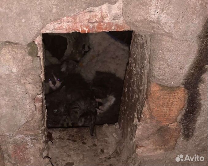 Котята ищут дом
