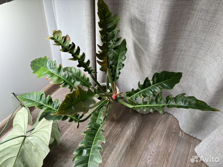 Филодендрон Ринг оф файер