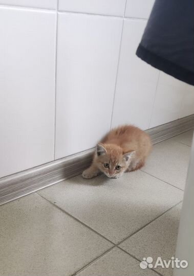 Отдам котят