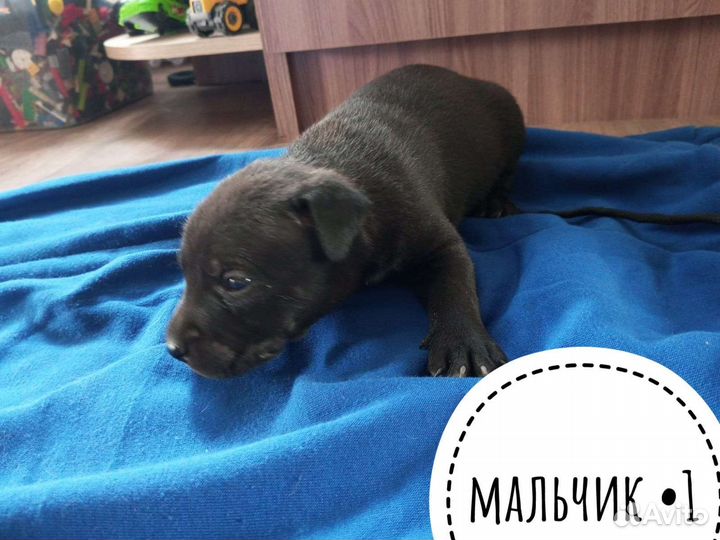 Щенки стаффорда