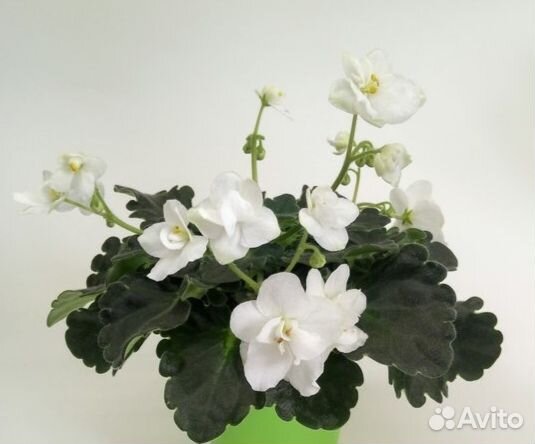 Фиалка ретро сорта (детки)