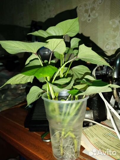 Батат рассада