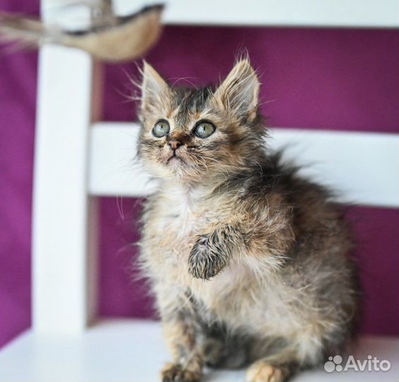 Котята, девочки, 2 мес