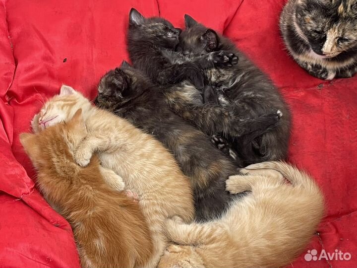 Котята бесплатно