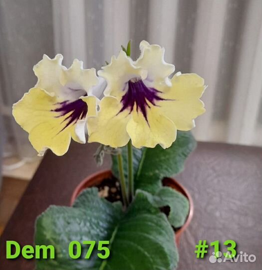 Стрептокарпусы