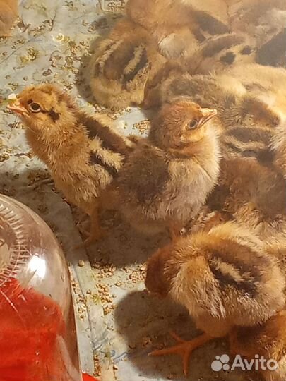 Цыплята