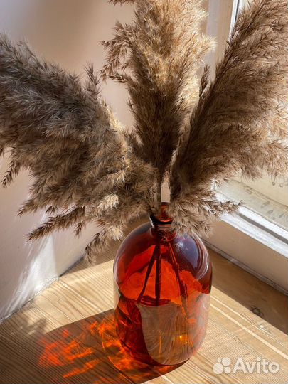 Камыш сухоцвет