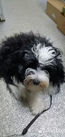 Щенок породы Китайская хохлатая пуховая