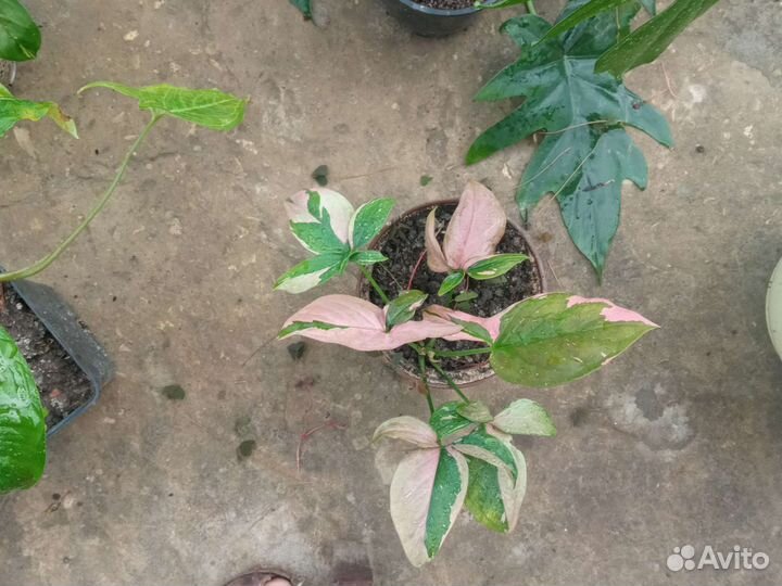 Сингониум, аглаонема, монстера, филодендрон