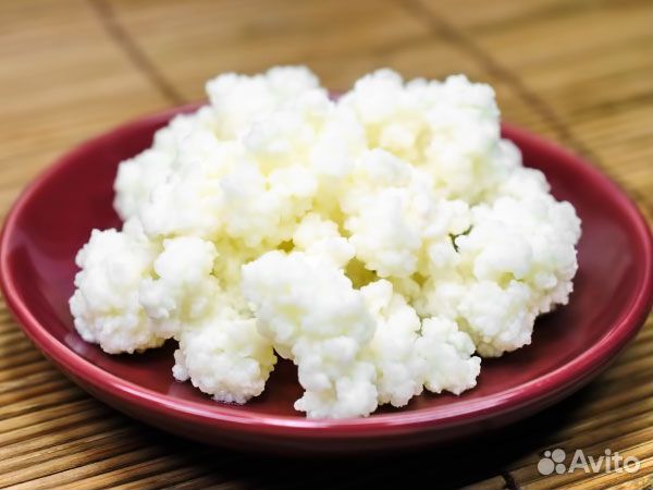 Молочный гриб (тибетский)