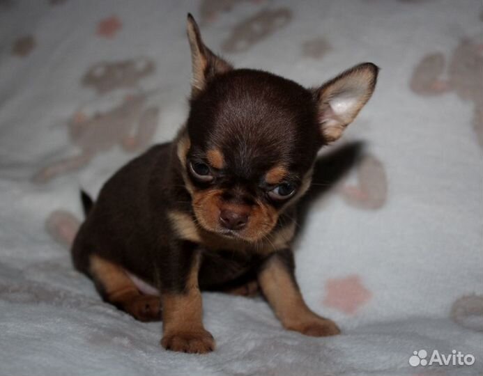 Малыш Лапсик