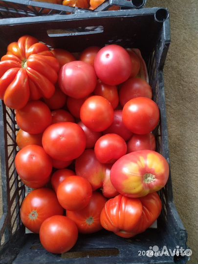 Помидоры с грядки