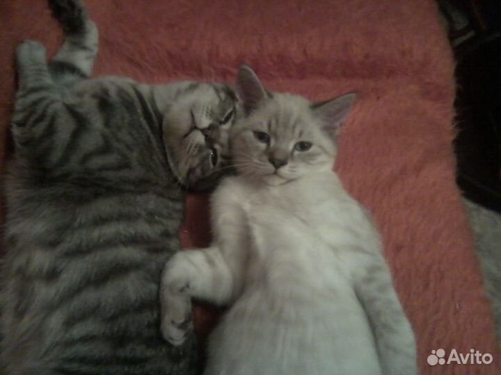 Кошка Шотландская