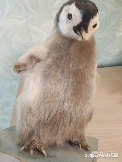 Чучело пингвина