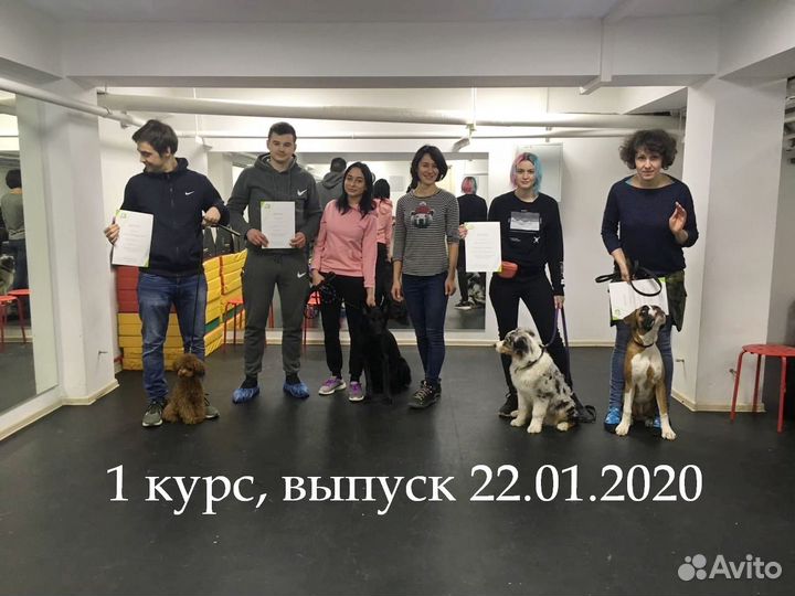 Курс дрессировки для щенков и молодых собак