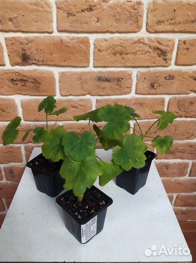 Герань пеларгония розебудная черенки