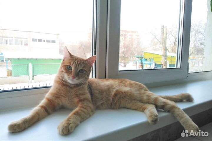 Кошечка Мальта