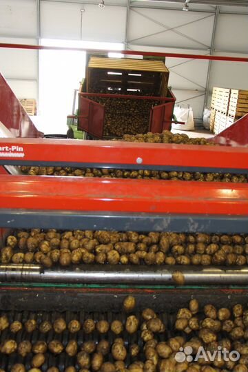 Продам картофель