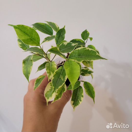 Фикус бенджамина Кинки Ирен