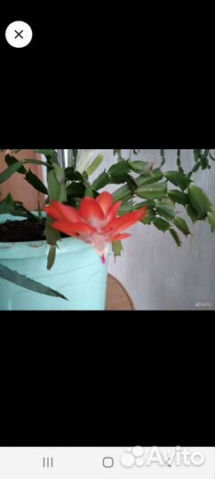 Декабрист шлюмбергера