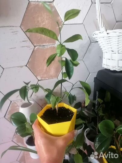 Цветы комнатные