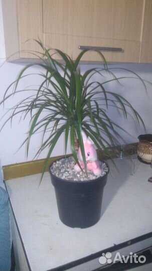 Пальма драцена