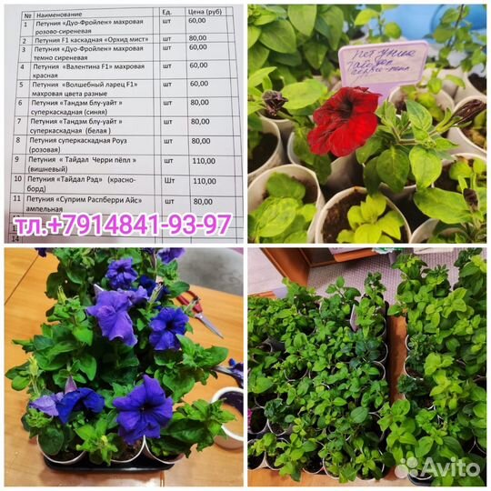 Цветы петунии рассада