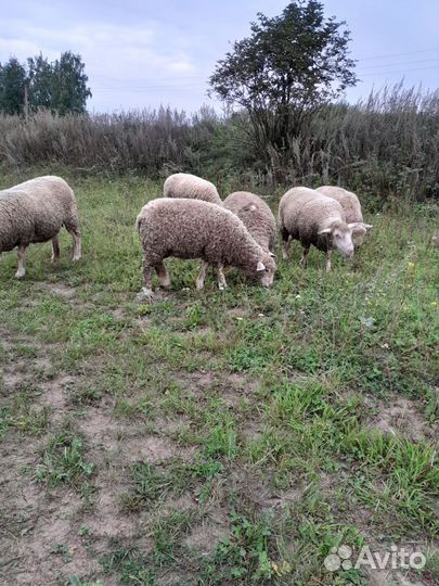 Овцы бараны ягнята тексель