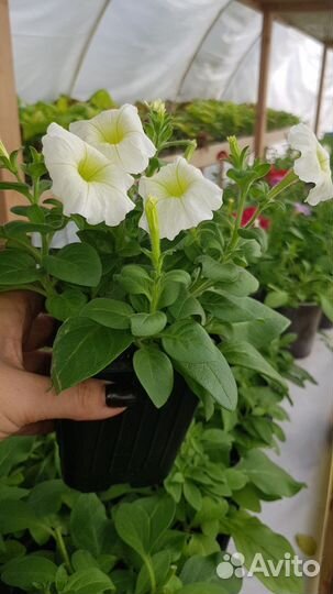 Петуния, колеус