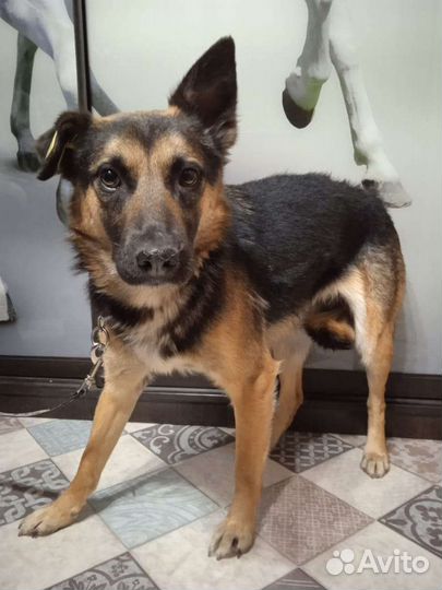 Собака в добрые руки