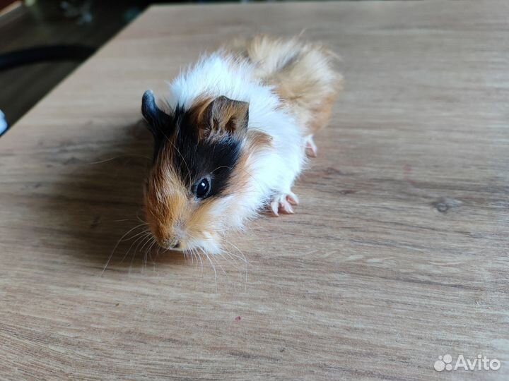 Морская свинка