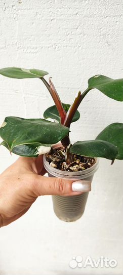 Филодендрон White Knight