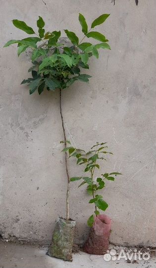 Саженцы грецкого ореха