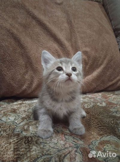 Котёнок - девочка