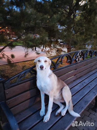 Собака в добрые руки