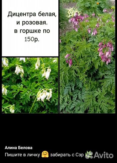 Многолетние садовые цветы, пишите мне в личку